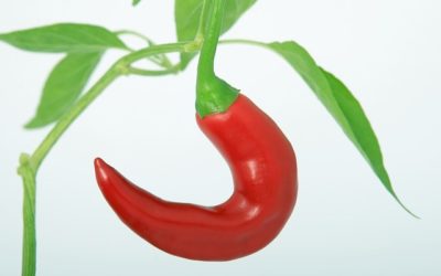 Sambal Tempe yang Menyimpan Sejarah