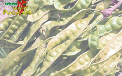Resep Sambal Pete